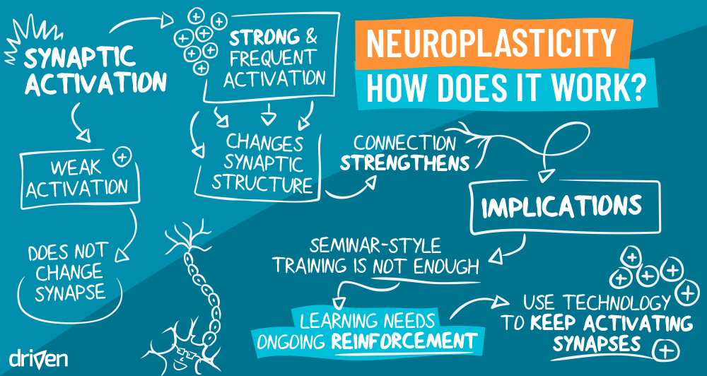 Graphic showing Neuroplasticity.